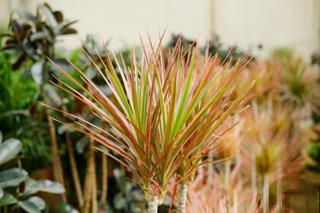 逛花市必买的花，十月入手刚刚好，不买亏大了！