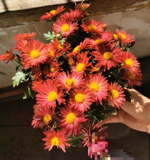 千头菊开花不嫌累，一茬接一茬，不养准后悔！