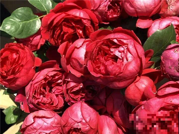 这种花品种多,花型好,养了你就爱上了! 这种花品种多,花型好,养了你就爱上了!