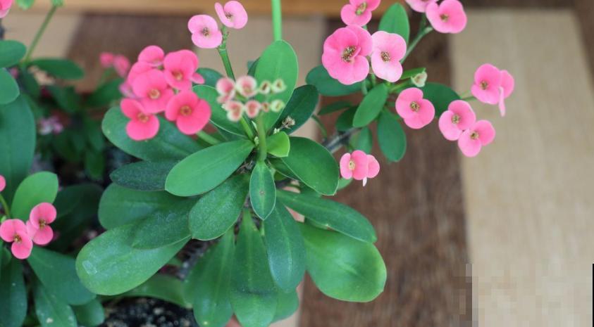 这5种花不抗冻，趁早搬进室内，暖暖活活过秋冬！