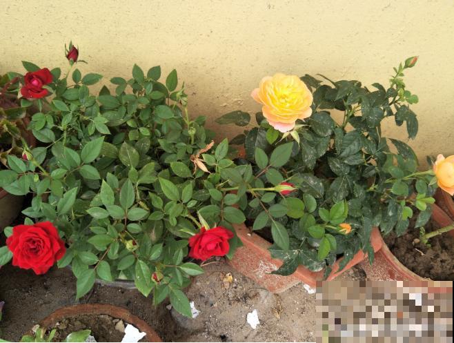 月季开花多与少,全看秋冬会不会养,2个工作要做好! 月季开花多与少,全看秋冬会不会养,2个工作要做好!