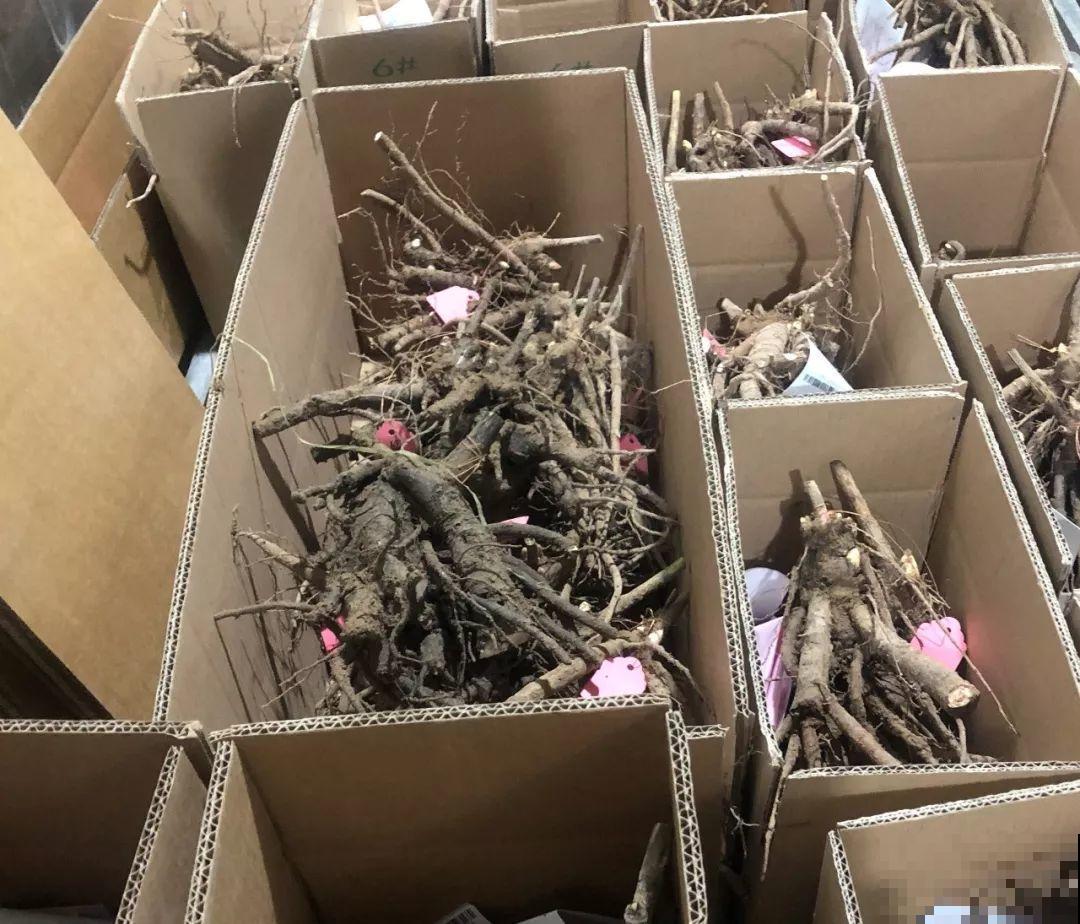 现在种下芍药根，天气越冷长得越壮，明天春天妥妥开爆