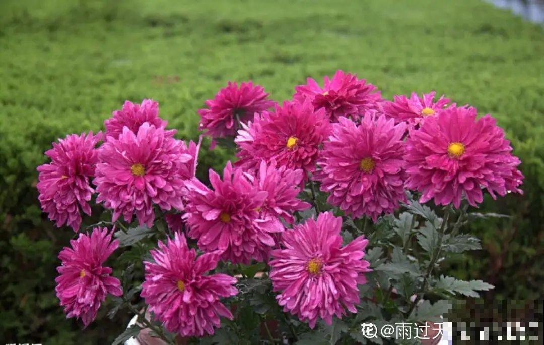 3种开花机器，喷点药水，杆子上全是花！