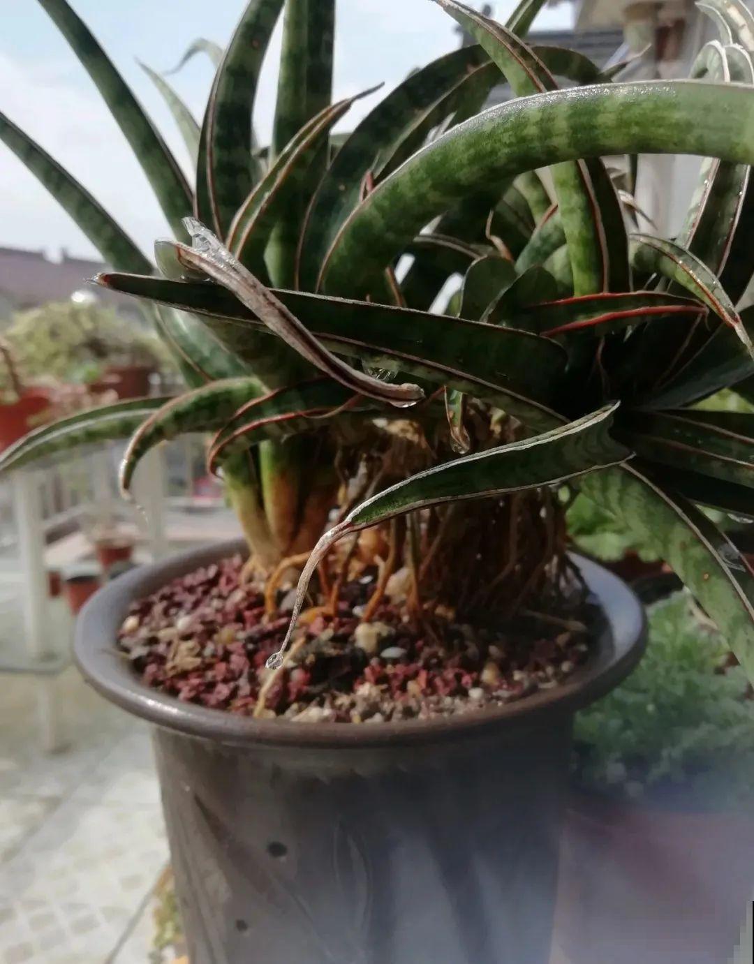 这种花就欠“拽”，没事拽拽根，变成老桩美到爆！