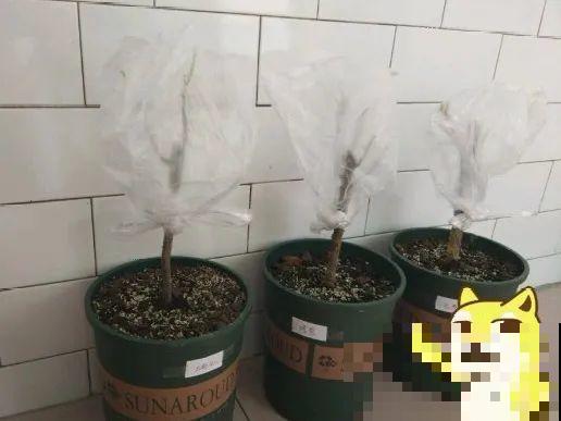 离家半个月，回来花全死了，别扔，还有救！