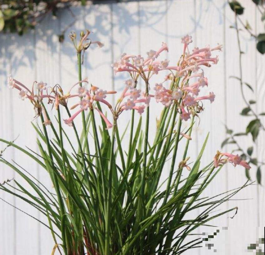 垂筒花适合在家养，香气甜美，闻了就有好心情！