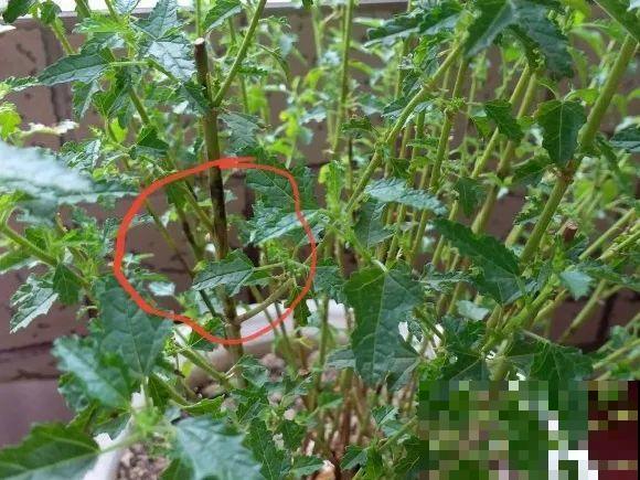 养花不能随意,一不小心就死翘翘,心太累! 养花不能随意,一不小心就死翘翘,心太累!