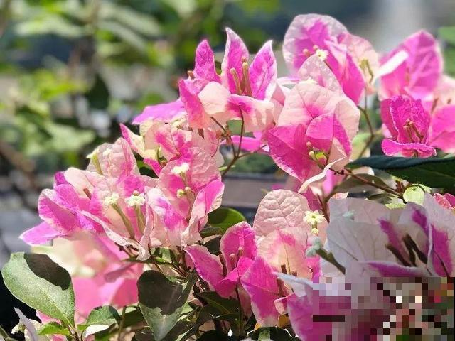 十月养这花,撸叶子、少浇水,10天冒出大花苞! 十月养这花,撸叶子、少浇水,10天冒出大花苞!