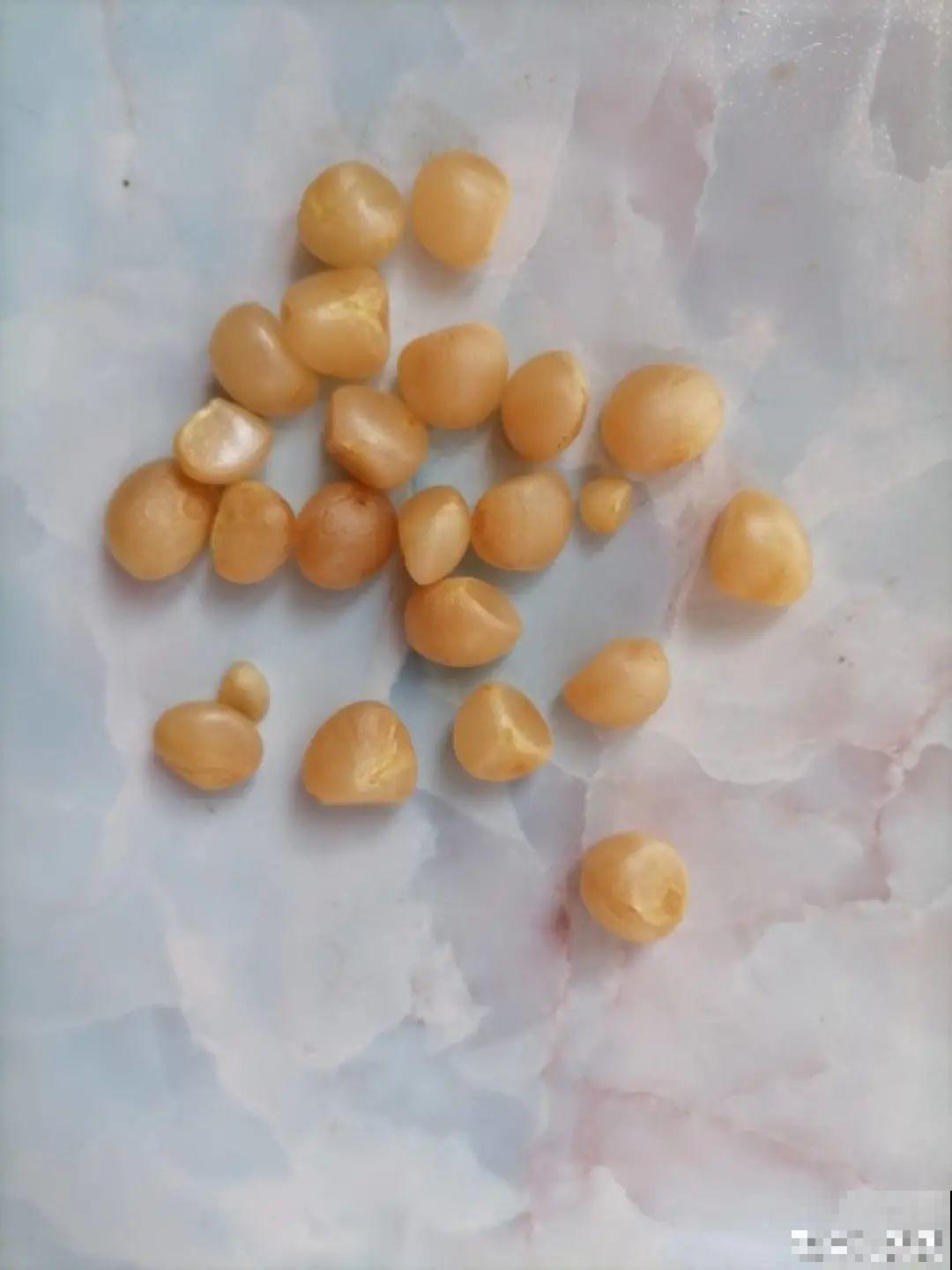 15种花，开完花就结种子，千万别丢掉