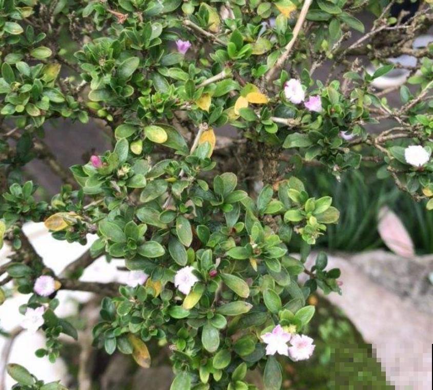 这花洁白如雪，好看，养成盆景倍儿有面子！