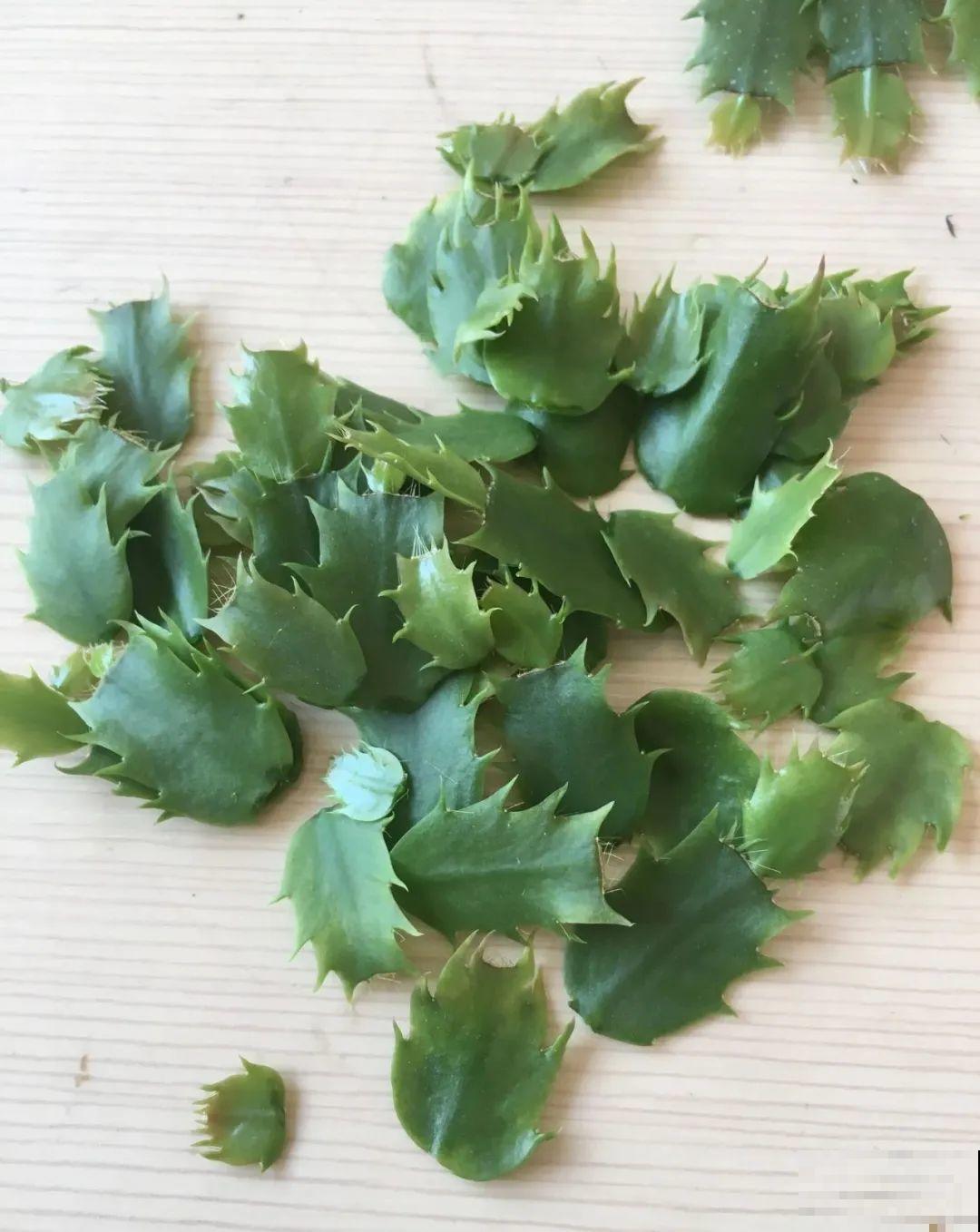 冒出来的花苞全剪了,气的人肝疼,1个月后竟然爆开花! 冒出来的花苞全剪了,气的人肝疼,1个月后竟然爆开花!