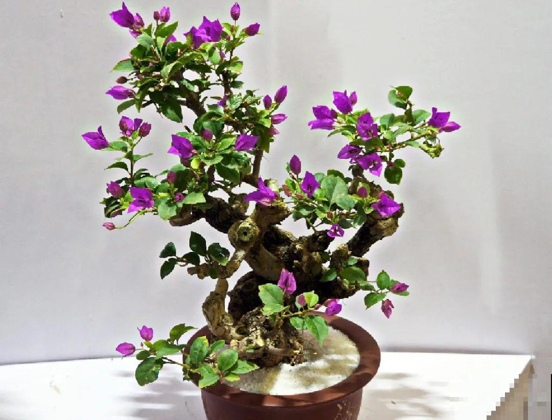 4种花养成老桩，价格能翻好几倍，开花也更多