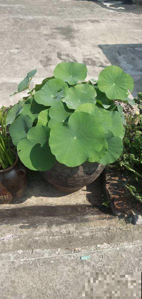 4种花晒干，塞到枕头里，夜夜安稳睡的香