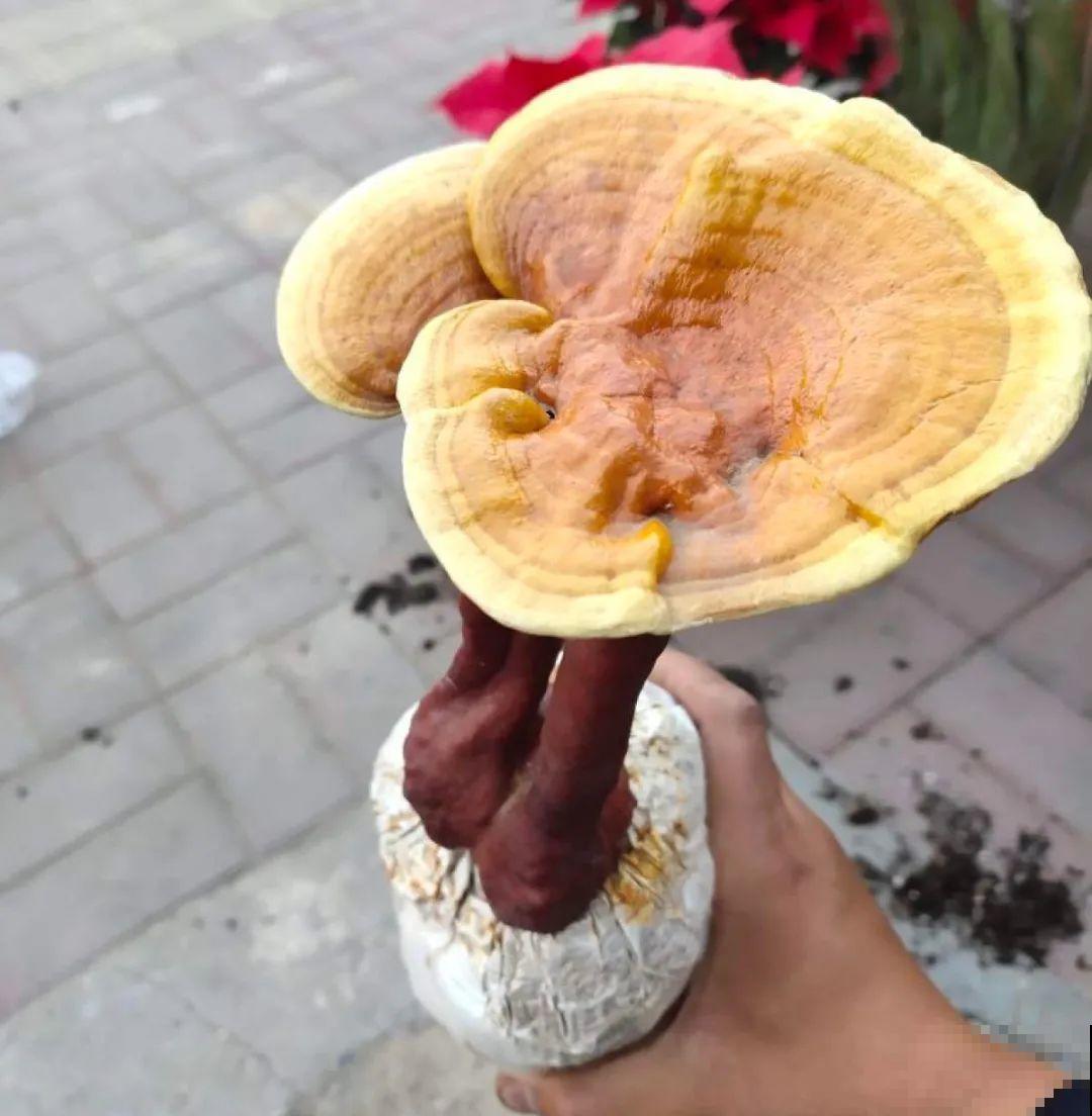 白菜在家养了8年,养成了老桩,长得可旺盛! 白菜在家养了8年,养成了老桩,长得可旺盛!