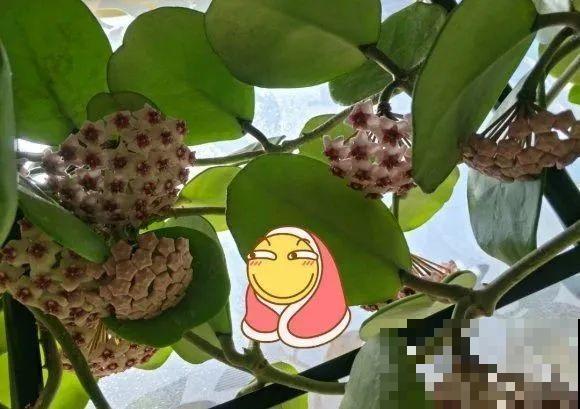 想省心就养这些花,没有病虫害,就爱开花! 想省心就养这些花,没有病虫害,就爱开花!