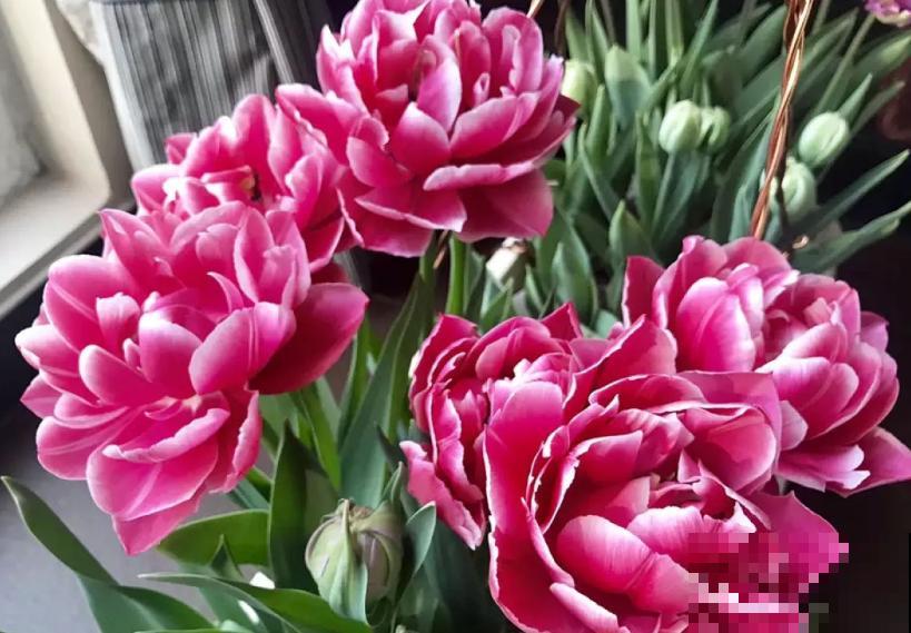 郁金香，大气又可爱，闻多了会“上头”！