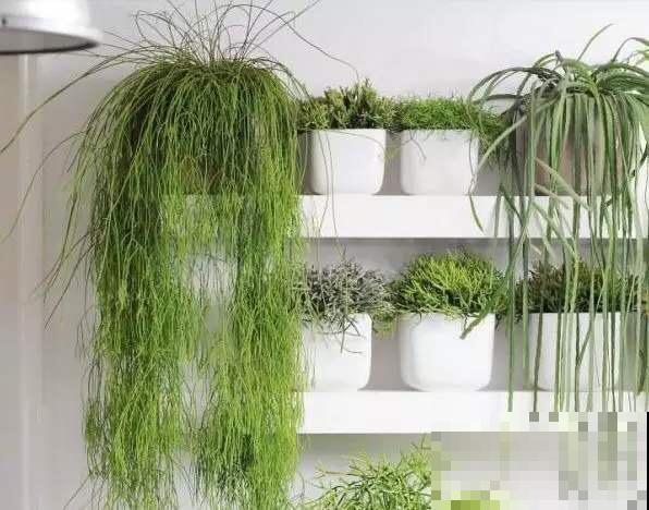 10种小众花，见过的人很少，养一盆特别有面子！