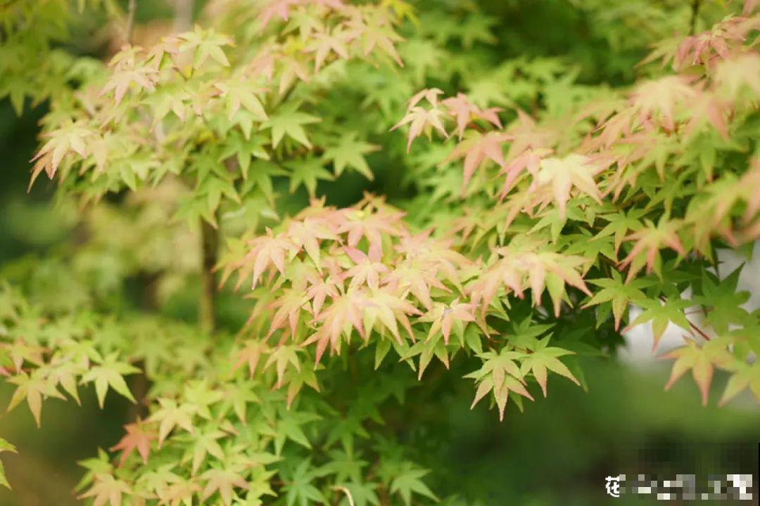 花中12生肖，看看你的属相，对应的是啥花！