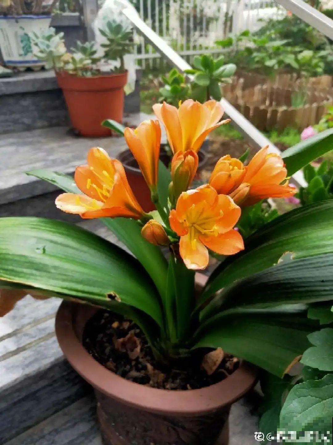 10种花少浇水，天冷容易涝根，旱一旱才长得旺