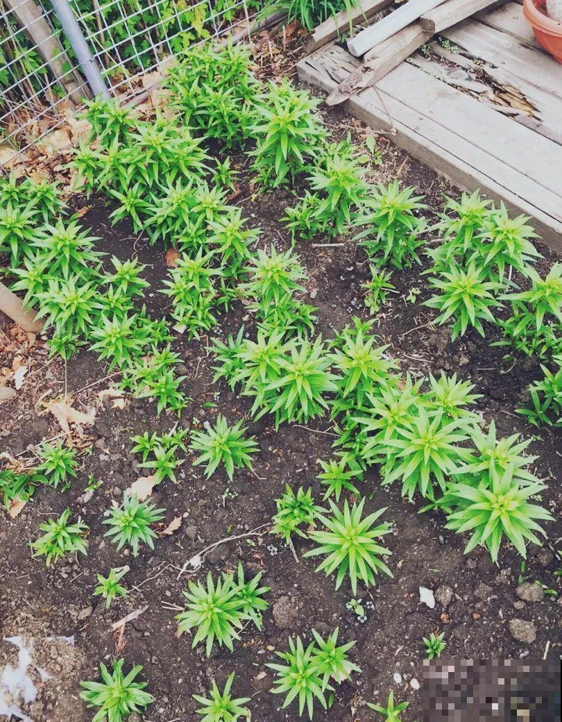 家养的花，开败之后还能炖，一点也不亏