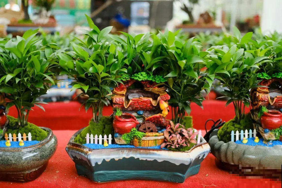 逛花市必买的花，十月入手刚刚好，不买亏大了！