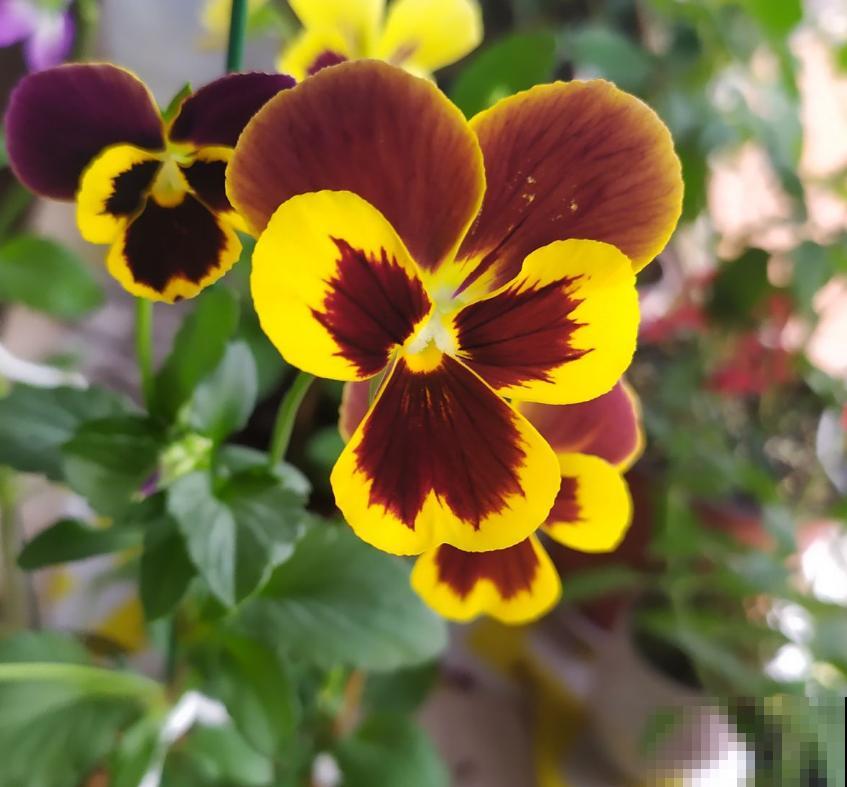 3种植物放在儿童房，净化空气，开发智力，优点特别多！