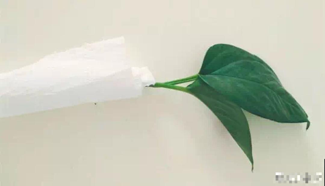 冬天扦插，只用一张塑料薄膜，就能长出小嫩芽