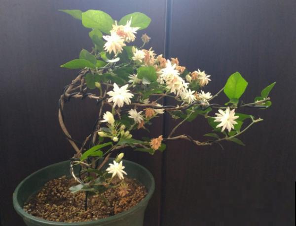 修剪时间要选准，现在修剪刚刚好，越剪越长！