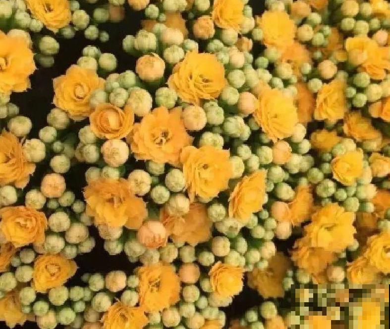 秋天不养长寿花,实在是太亏了,养10盆都不嫌多 秋天不养长寿花,实在是太亏了,养10盆都不嫌多