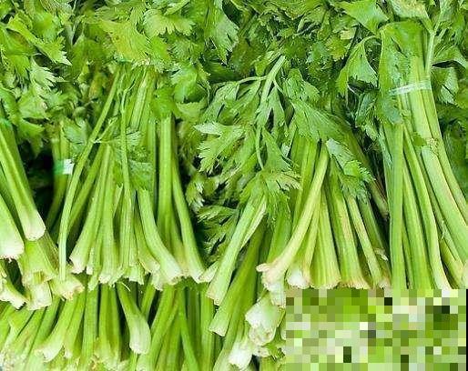 种盆芹菜放厨房，做饭时摘几棵，新鲜爽口又健康！