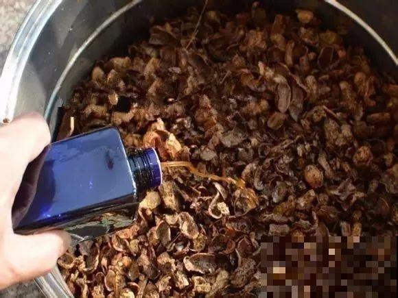 大螃蟹做花肥,秋天大补,花吃完就疯长了! 大螃蟹做花肥,秋天大补,花吃完就疯长了!