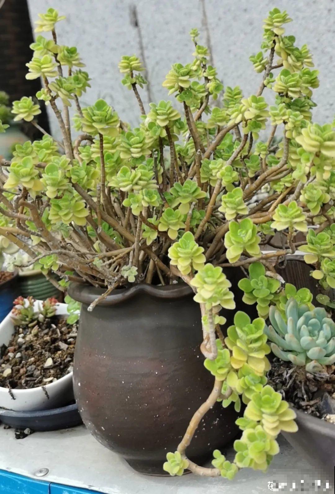 最大的长寿老桩,7年时间,养成盆景! 最大的长寿老桩,7年时间,养成盆景!