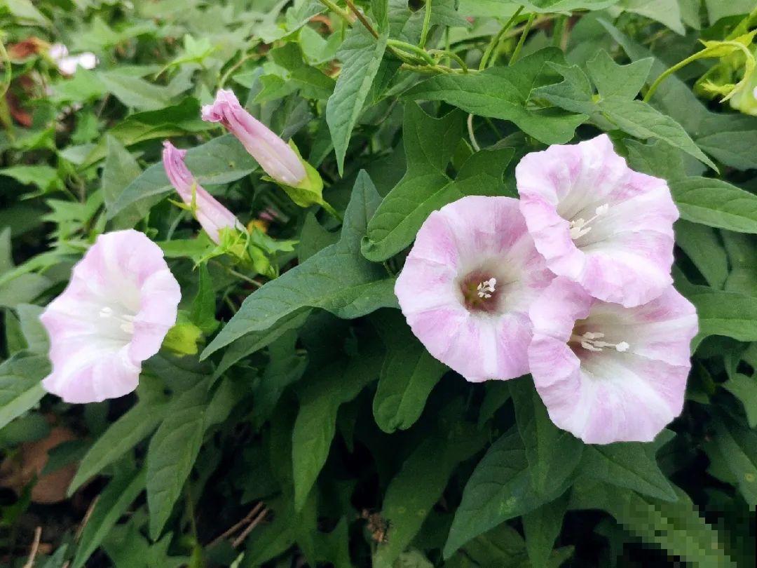 这种花很稀罕,以前喂猪没人要,现在抢破头! 这种花很稀罕,以前喂猪没人要,现在抢破头!