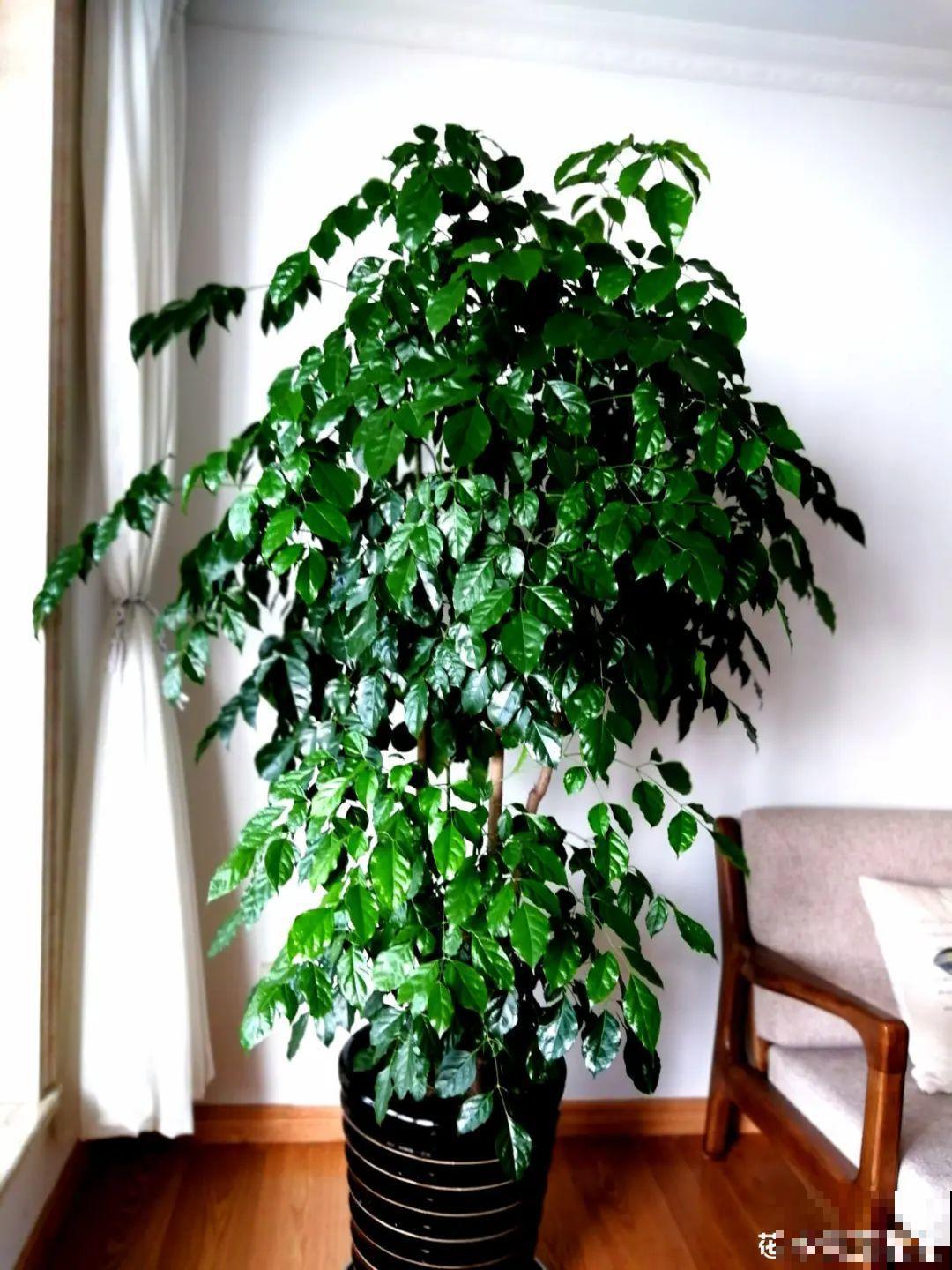 15种镇宅花，家里摆一盆，镇宅旺运超霸气！