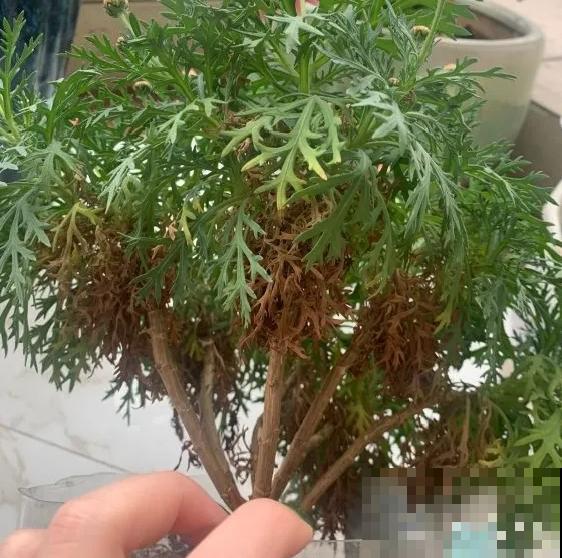 养花叶子突然发黄，赶紧救，还有希望！