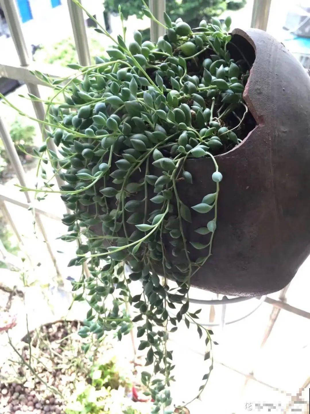 人家拆迁，我捡宝贝，花盆大缸……随便拿！