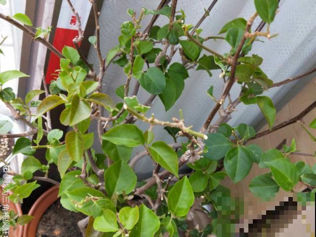 十月养这花,撸叶子、少浇水,10天冒出大花苞! 十月养这花,撸叶子、少浇水,10天冒出大花苞!