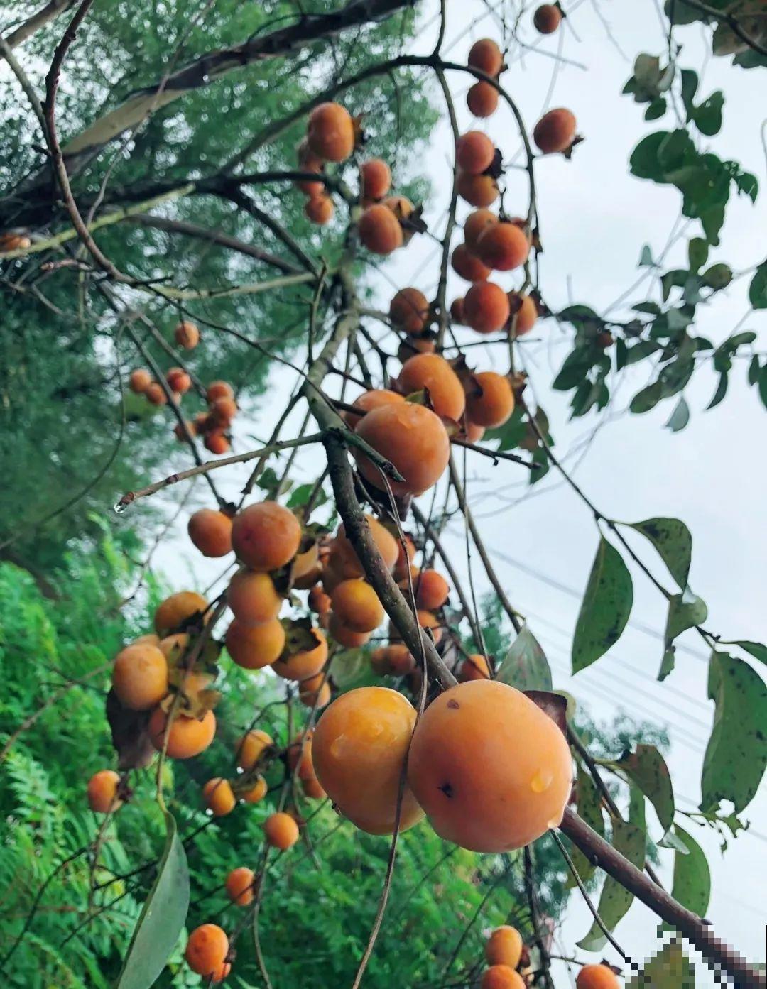 秋天野果都熟了，抓一把塞嘴里，太好吃了！