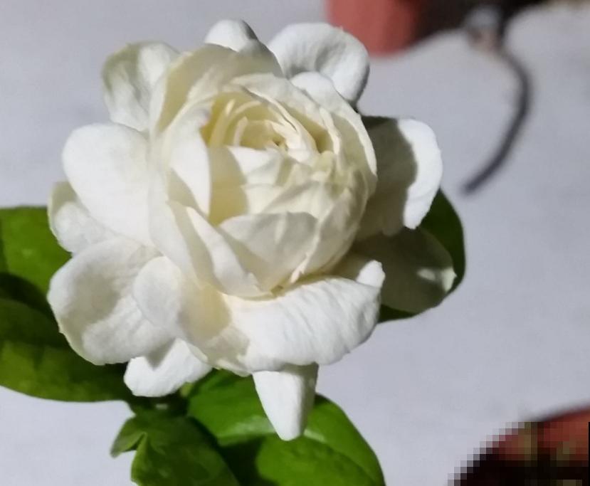 虎头茉莉太霸气,花多大,味道香,茉莉圈里称霸王! 虎头茉莉太霸气,花多大,味道香,茉莉圈里称霸王!