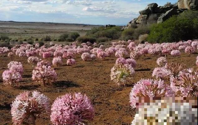 10种小众花，见过的人很少，养一盆特别有面子！