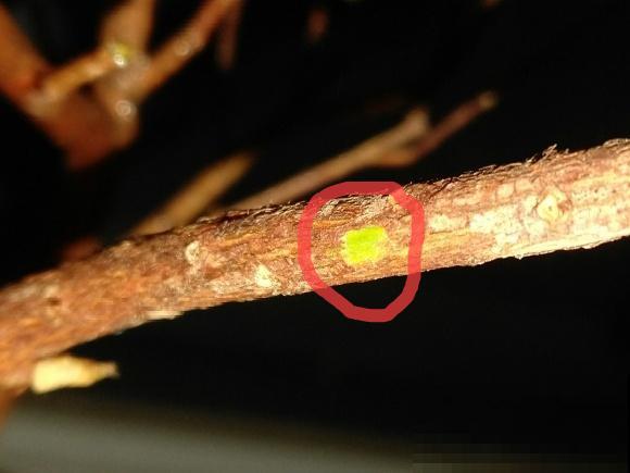 离家半个月，回来花全死了，别扔，还有救！