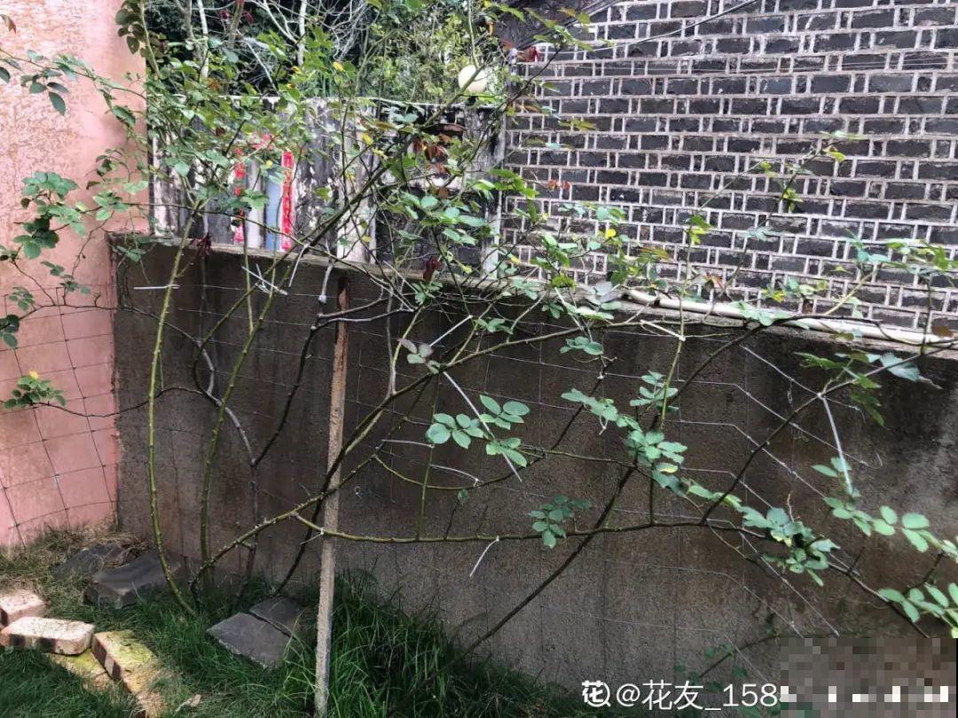冬天休眠的花，你以为它死了，其实还活着！