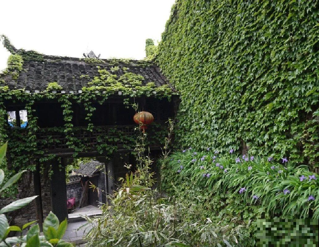 爬山虎不能随便养,爬满墙后特潮湿,还可能破坏墙体! 爬山虎不能随便养,爬满墙后特潮湿,还可能破坏墙体!