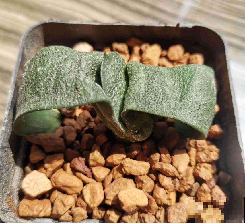 多肉卧牛,丑萌丑萌的,养起来超省心! 多肉卧牛,丑萌丑萌的,养起来超省心!