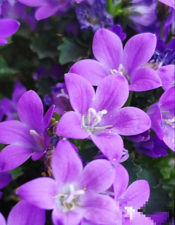 紫莹莹的丹麦风铃草，花朵像小钟，一开花就爆一大盆！