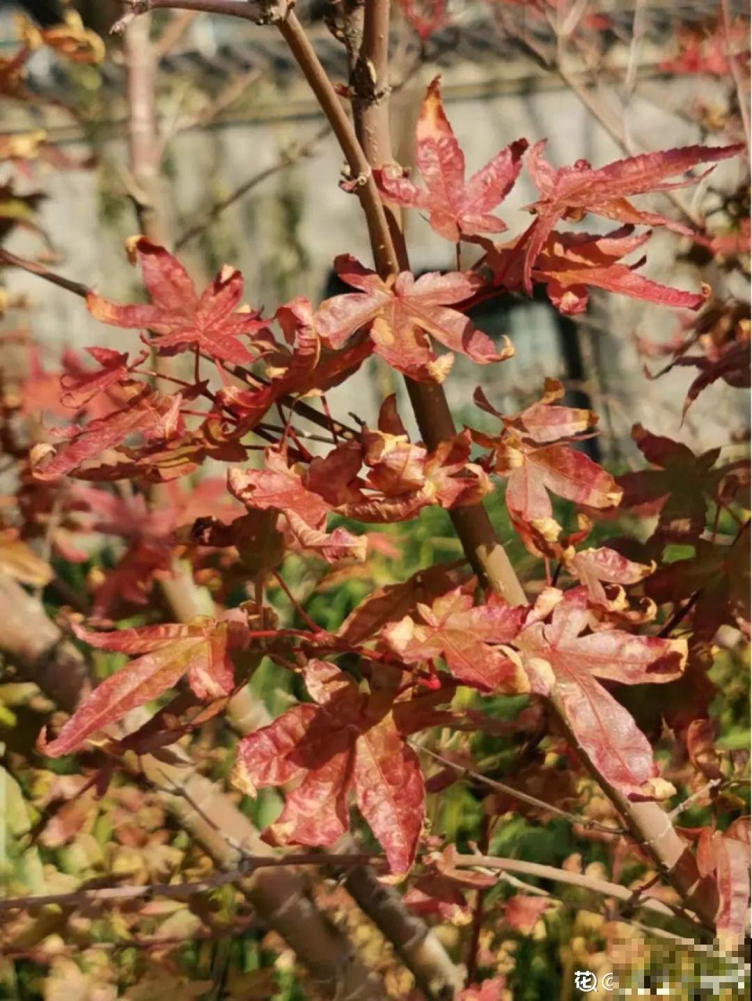 南方花友请注意，这几种花先别买，买回家就挂！