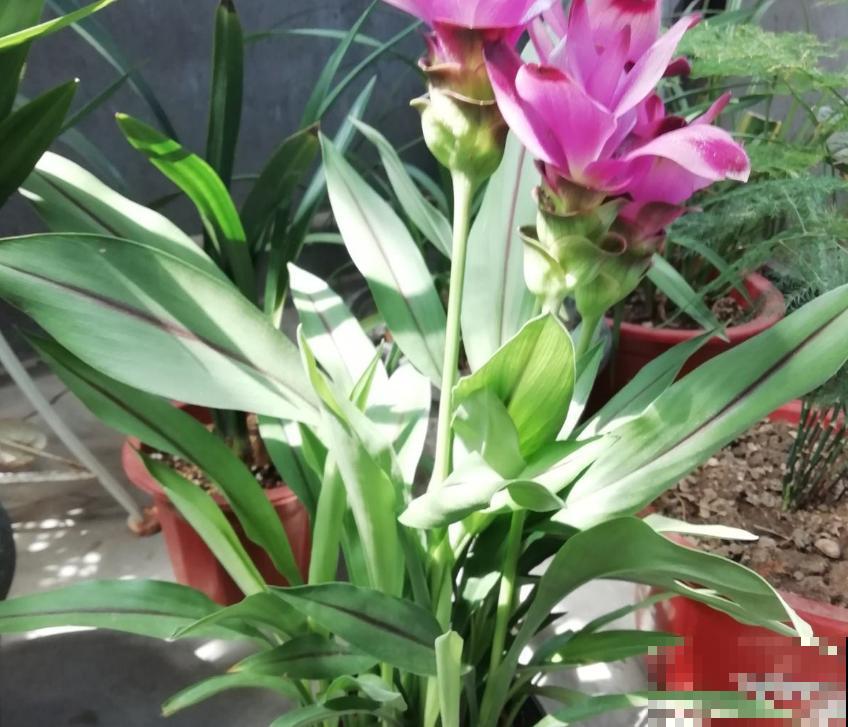 家里养盆姜荷花，异域风情满满，美爆了！
