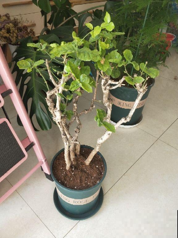 平常最好用酸性水浇花，有利于土壤松软，防止板结