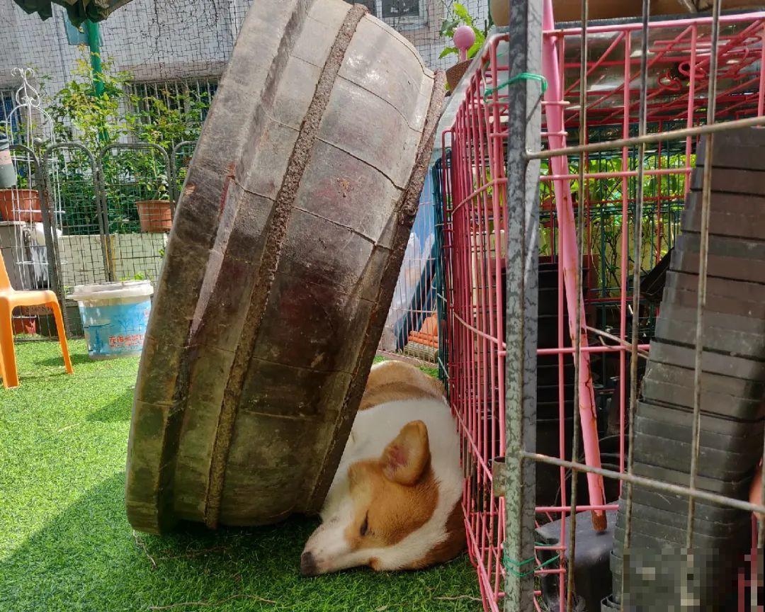 人家拆迁，我捡宝贝，花盆大缸……随便拿！