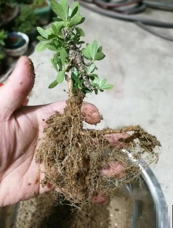 这种花就欠“拽”，没事拽拽根，变成老桩美到爆！